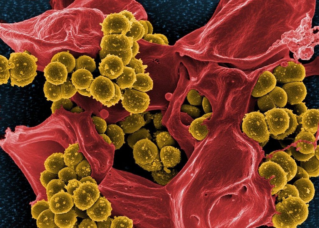 Bacteriën worden onschadelijk gemaakt door neutrofiele cel.